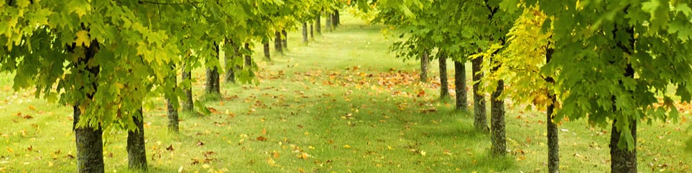 Fresh Roots Family Counseling - grief counselor in Rogers, AR