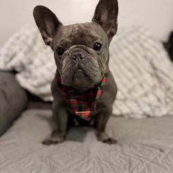 Shampooch Pet Grooming - Mila