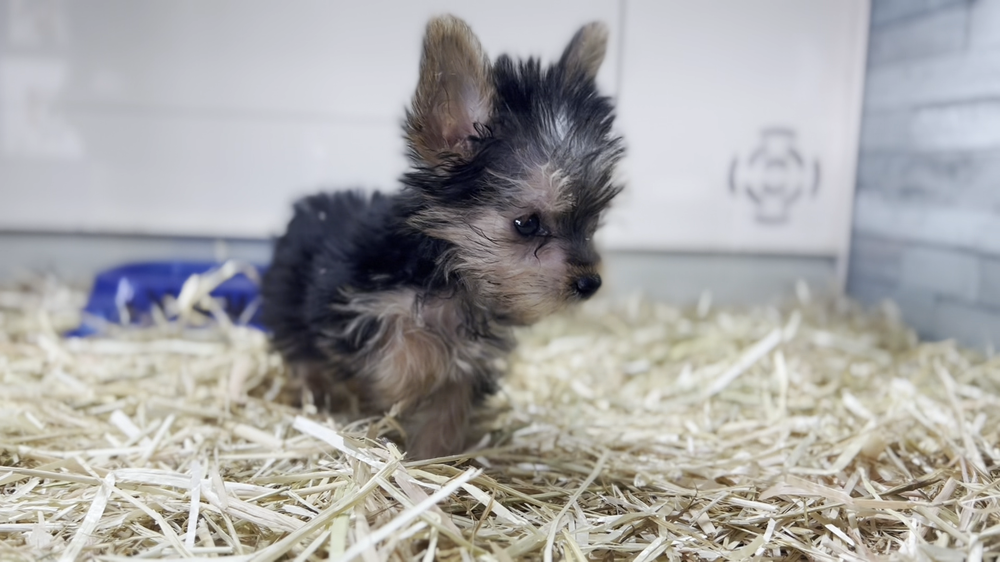 JUNIOR’S PET HOUSE Updated October 2024 66 Photos 1001 S 10th St