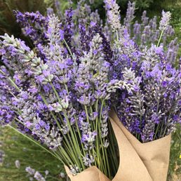 Freshly cut lavender Freshly cut lavender