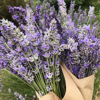 Lavender Hill Farm - Freshly cut lavender - Vacation Rentals Near Me - Vashon, Washington Lavender Hill Farm - Freshly cut lavender - Vacation Rentals Near Me - Vashon, Washington