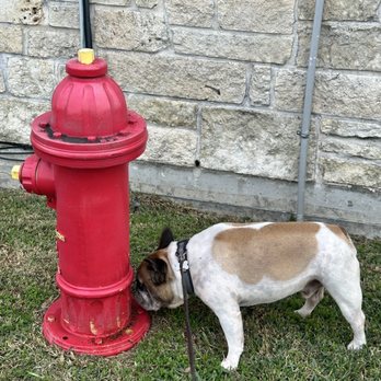 Envision More Veterinary Ophthalmology - Pet relief area outside - Veterinarians Near Me - Cypress, Texas Envision More Veterinary Ophthalmology - Pet relief area outside - Veterinarians Near Me - Cypress, Texas