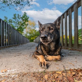 Elain Brown Fotographie - Remedy is such a ham! - Pet Photography Near Me - Clarkesville, Georgia Elain Brown Fotographie - Remedy is such a ham! - Pet Photography Near Me - Clarkesville, Georgia