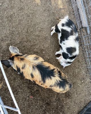 White Stallion Ranch by null