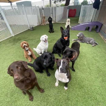 Unleash Hope Dog Training - Pet Training Near Me Unleash Hope Dog Training - Pet Training Near Me