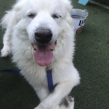 Hops & Hounds - My dog has loved every single part of this place! That is the face of tired happiness - Dog Parks Near Me - San Antonio, Texas Hops & Hounds - My dog has loved every single part of this place! That is the face of tired happiness - Dog Parks Near Me - San Antonio, Texas
