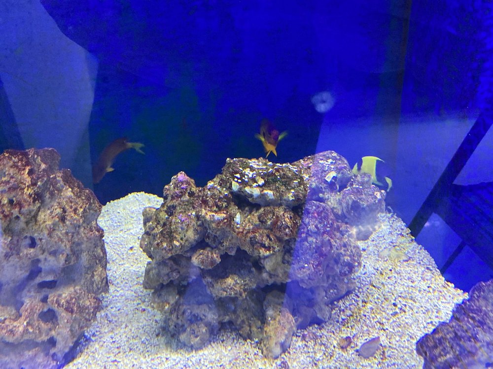 THE PURRFECT AQUARIUM Updated September 2024 16 Photos 68 Halls