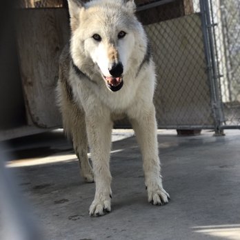 Wolf Mountain Sanctuary - Animal Shelters Near Me - Lucerne Valley, California Wolf Mountain Sanctuary - Animal Shelters Near Me - Lucerne Valley, California
