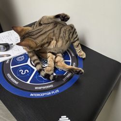Mission Animal Hospital - Very comfortable