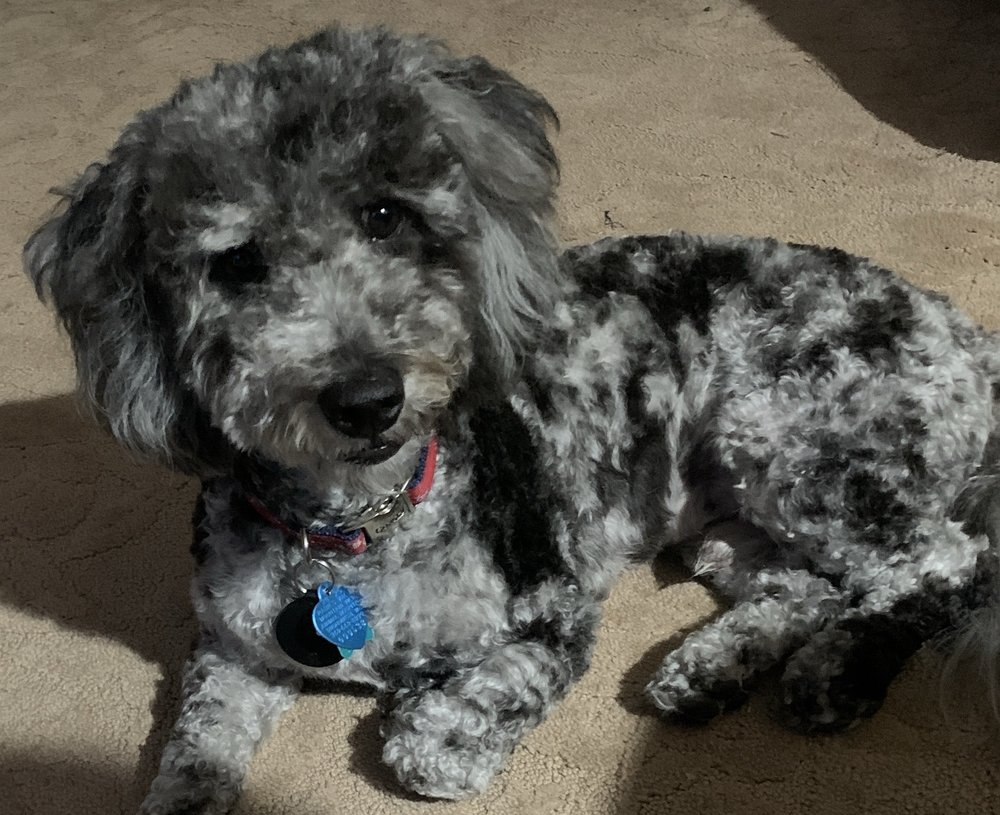 Bugaboo Pet Grooming Image