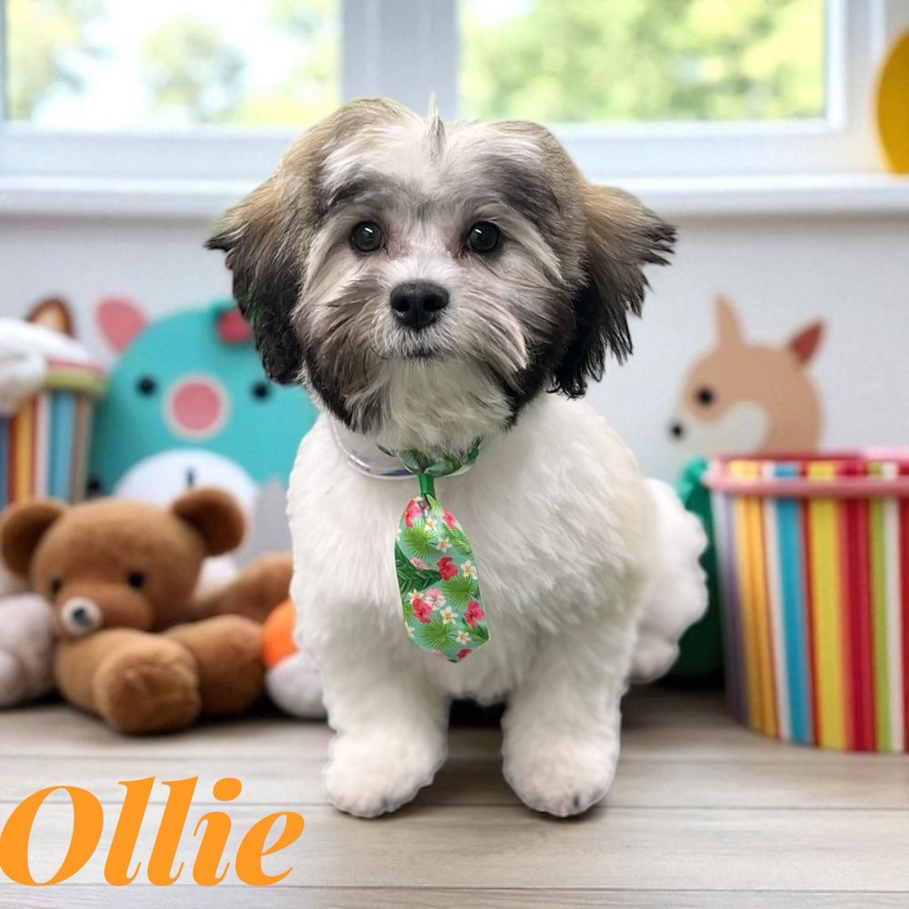 Mobile Dog Grooming Mesa Az: Convenient Pet Care Solutions