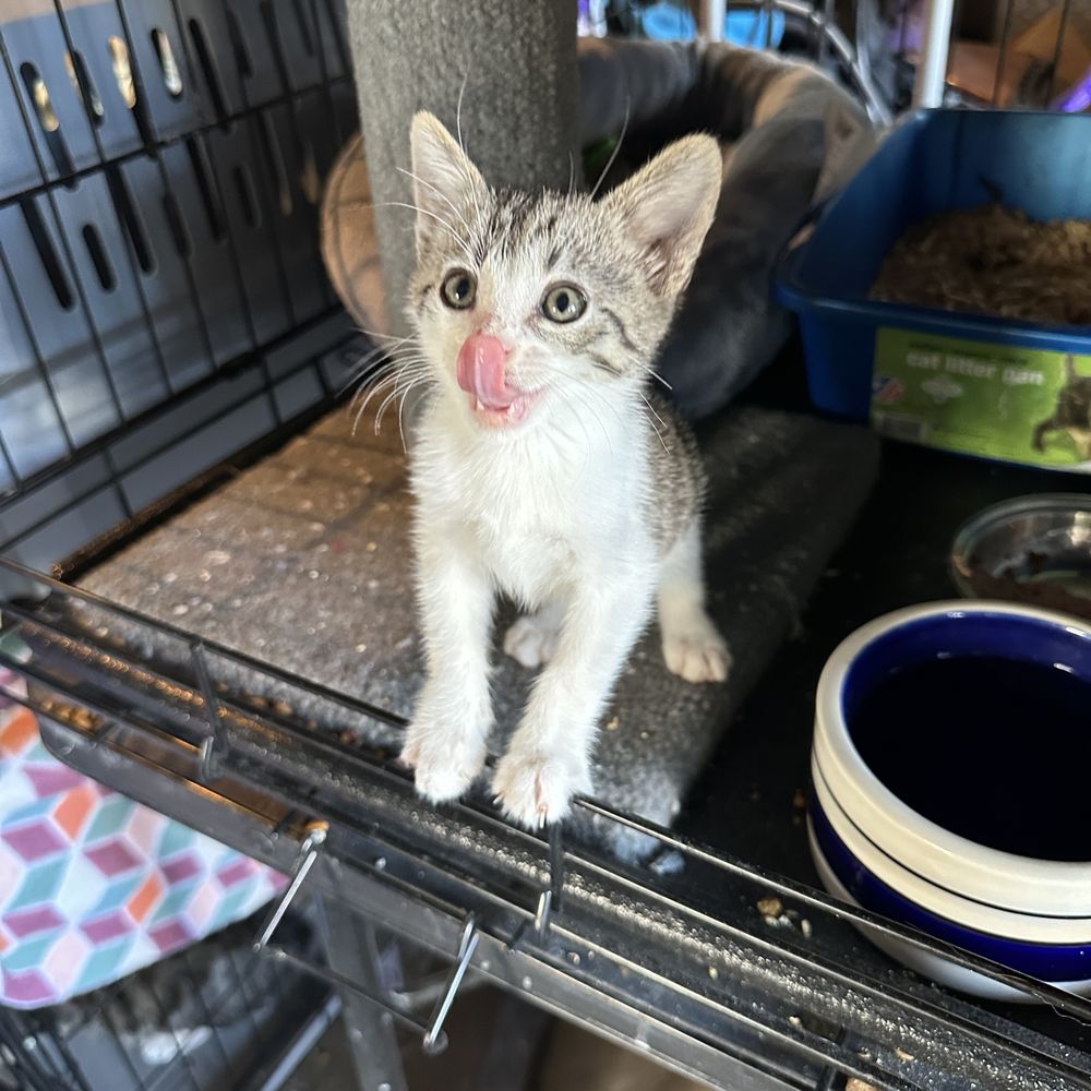 TOP 10 BEST Cat Adoption in Fairfield, CA - Updated 2026 - Yelp