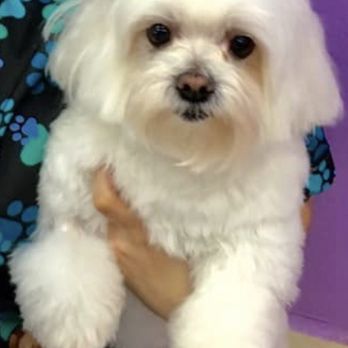 Michelle's Pet Grooming - Shyloh after her bath and blowout. - Pet Groomers Near Me - Fort Lauderdale, Florida Michelle's Pet Grooming - Shyloh after her bath and blowout. - Pet Groomers Near Me - Fort Lauderdale, Florida