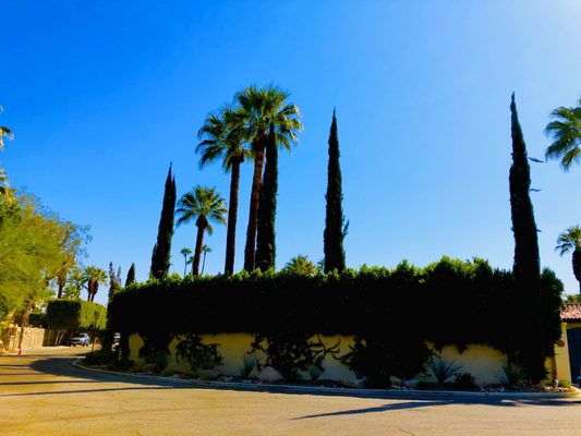 Palm Springs Mod Squad (Architecture Tours) by null