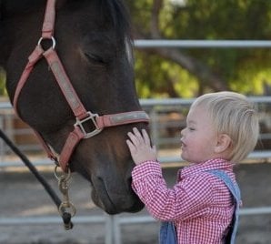 The Pelton Equestrian Experience - equestrian in Weatherford, TX