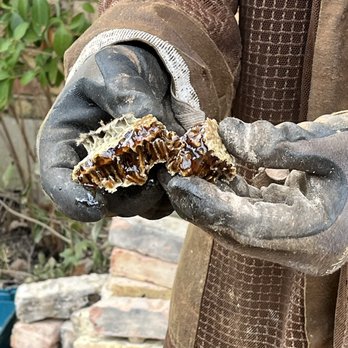 Honey Bee Rescue - Pest Control Near Me - Dallas, Texas