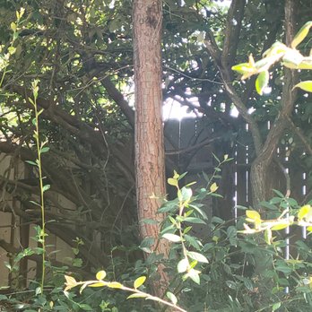 Reasonable Tree Services - Tree Services Near Me Reasonable Tree Services - Tree Services Near Me