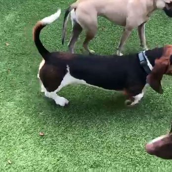 freeDOGm - Appa playing around - Pet Training Near Me - Miami, Florida