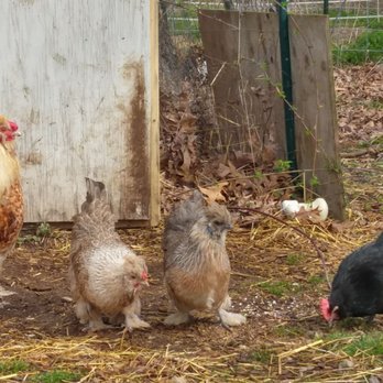 Country Yard Critters - Petting Zoos Near Me
