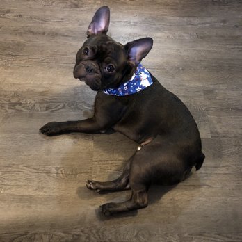 Posh Paws Pet Salon - Pet Groomers Near Me - Modesto, California Posh Paws Pet Salon - Pet Groomers Near Me - Modesto, California