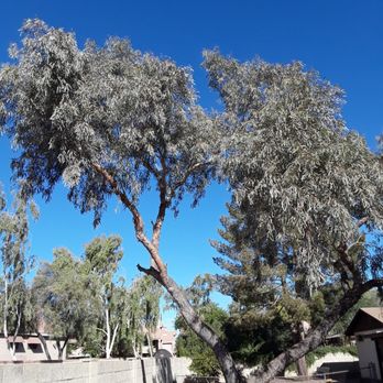 ArborCraft Tree Service - Tree Services Near Me - Phoenix, Arizona ArborCraft Tree Service - Tree Services Near Me - Phoenix, Arizona