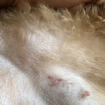 Posh Wash Dog Wash - Strange mark - Pet Groomers Near Me - Glendale, Arizona