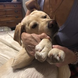 Winnie after a long day at the Grand Paw.
