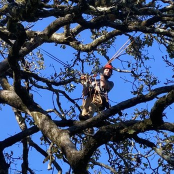 1. We Care Tree Care