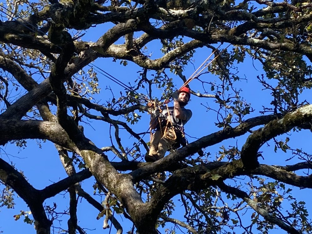 WE CARE TREE CARE Fort Lauderdale, Florida Tree Services Phone