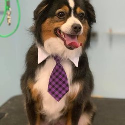 The Dapper Dog Spaw