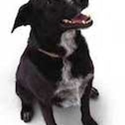 Dig Courier - Digby.  The original mascot.