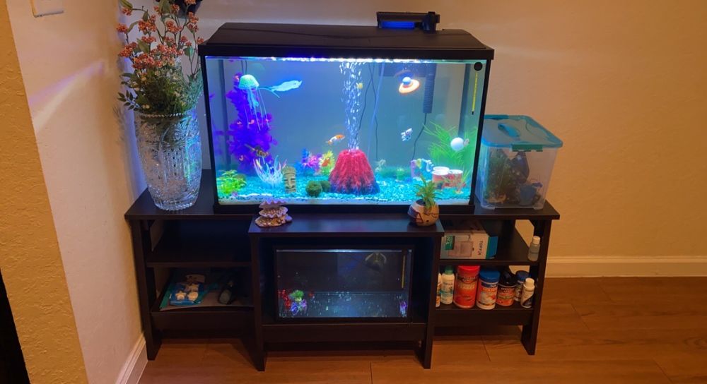 CAROL’S CRITTERS Updated October 2024 26 Reviews 2401 W Pensacola