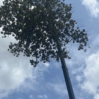 Molina's Tree Service - 2/3 of the tree lifted over the house - Tree Services Near Me