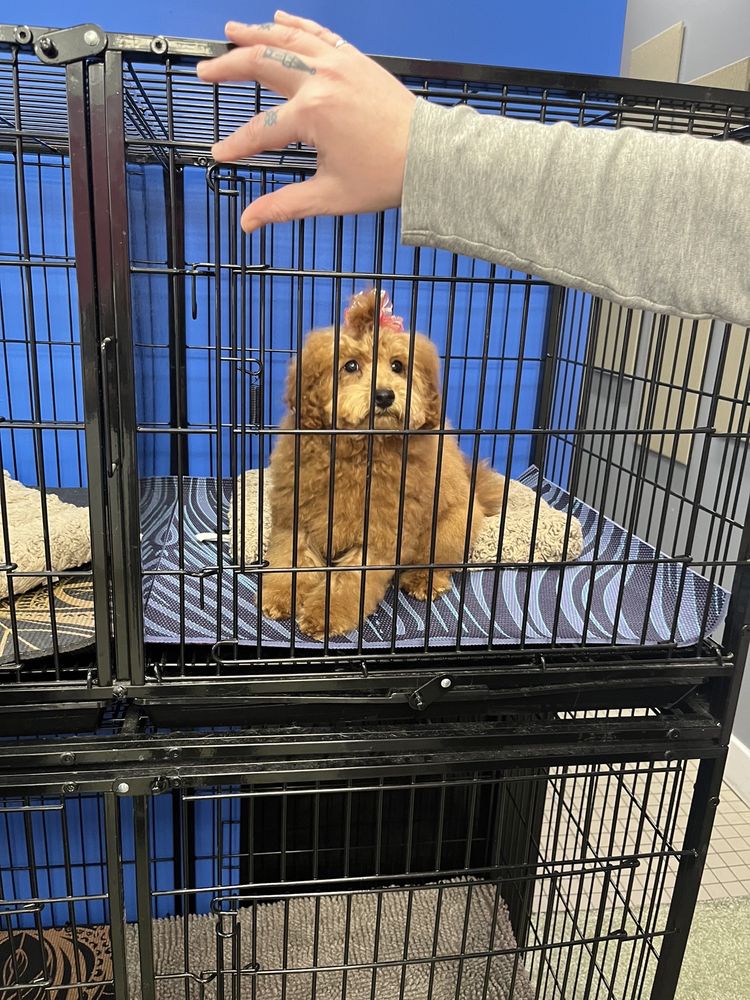 GROOM & BOARD Updated October 2024 25 Photos & 40 Reviews 1733