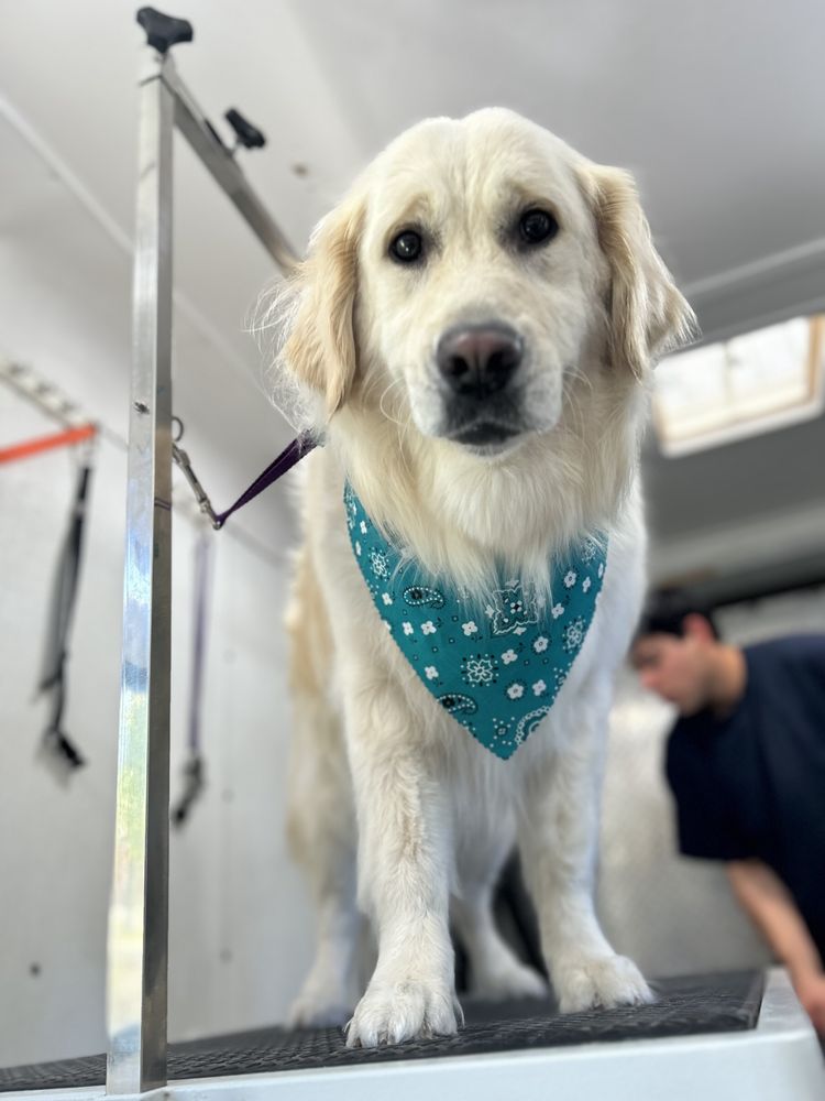 LITTLE PAW MOBILE GROOMING Updated September 2024 21 Photos