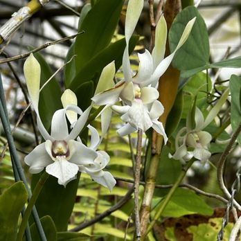 Ritter Tropic 1 Orchids - Antelope dendrobium - Nurseries & Gardening Near Me - Kissimmee, Florida