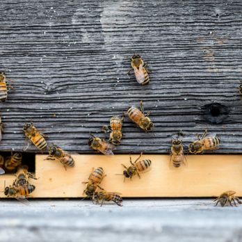 Messner Bee Farm - a swarm of bees - Honey Near Me - Raytown, Missouri Messner Bee Farm - a swarm of bees - Honey Near Me - Raytown, Missouri
