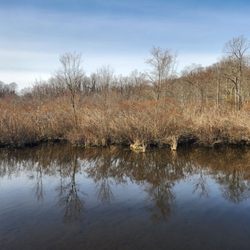 Shu Swamp Preserve - Charles T Church Nature Preserve