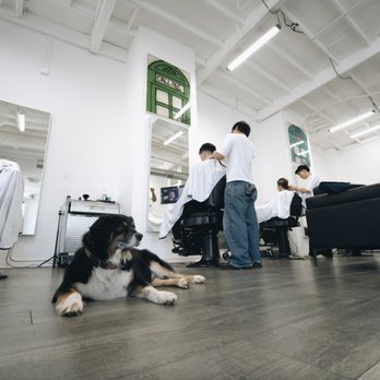 SIR - Meet our mascot, Kenjiboi. 6 years old Mini Aussie - Hair Salons Near Me - Los Angeles, California SIR - Meet our mascot, Kenjiboi. 6 years old Mini Aussie - Hair Salons Near Me - Los Angeles, California