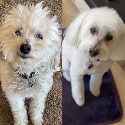 Temple of Groom - This is the same dog... before and after a grooming at Temple of Groom.