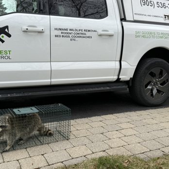 KD Pest Control - Humane Wildlife Removal - Pest Control Near Me
