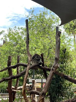 Melbourne Zoo by null