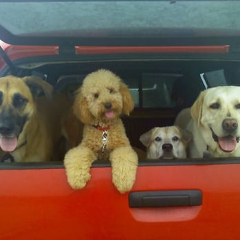Ruff Riders K-9 Adventures - eva's red truck = happy - Dog Walkers Near Me Ruff Riders K-9 Adventures - eva's red truck = happy - Dog Walkers Near Me