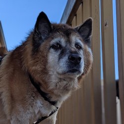 Shore Pet Services