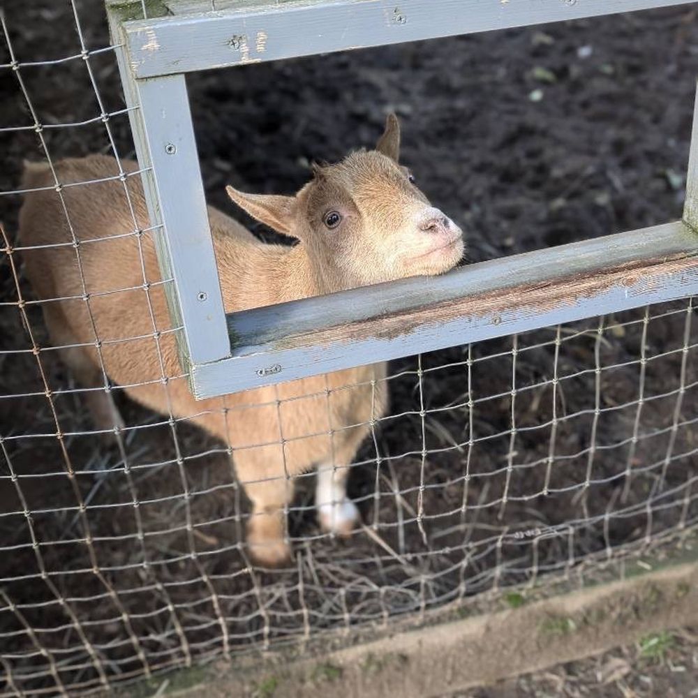 The Outback Kangaroo Farm - Goat - Zoos Near Me - Arlington, Washington The Outback Kangaroo Farm - Goat - Zoos Near Me - Arlington, Washington