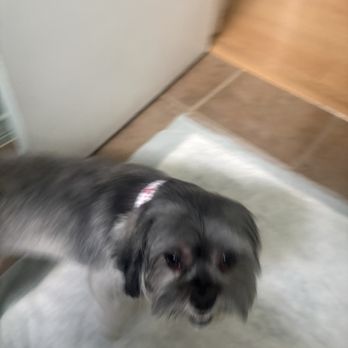 American Pet Resort & Spa - Short haircut for out dog. - Pet Groomers Near Me - Glendora, California