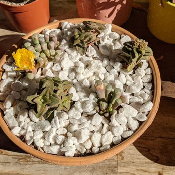 L.G.M. Soil Amendments - We got a late bloomer here - Nurseries & Gardening Near Me
