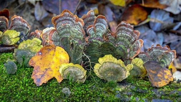 Doll's Head Trail by null