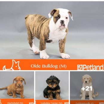 Petland Dayton York Commons - I also find it INSANE that you guys blocked me after I commented on post about your your dogs. - Pet Stores Near Me - Dayton, Ohio Petland Dayton York Commons - I also find it INSANE that you guys blocked me after I commented on post about your your dogs. - Pet Stores Near Me - Dayton, Ohio
