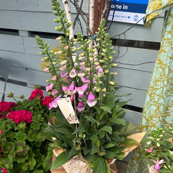 Leucadia Floral and Plant - Foxglove - Nurseries & Gardening Near Me - Encinitas, California